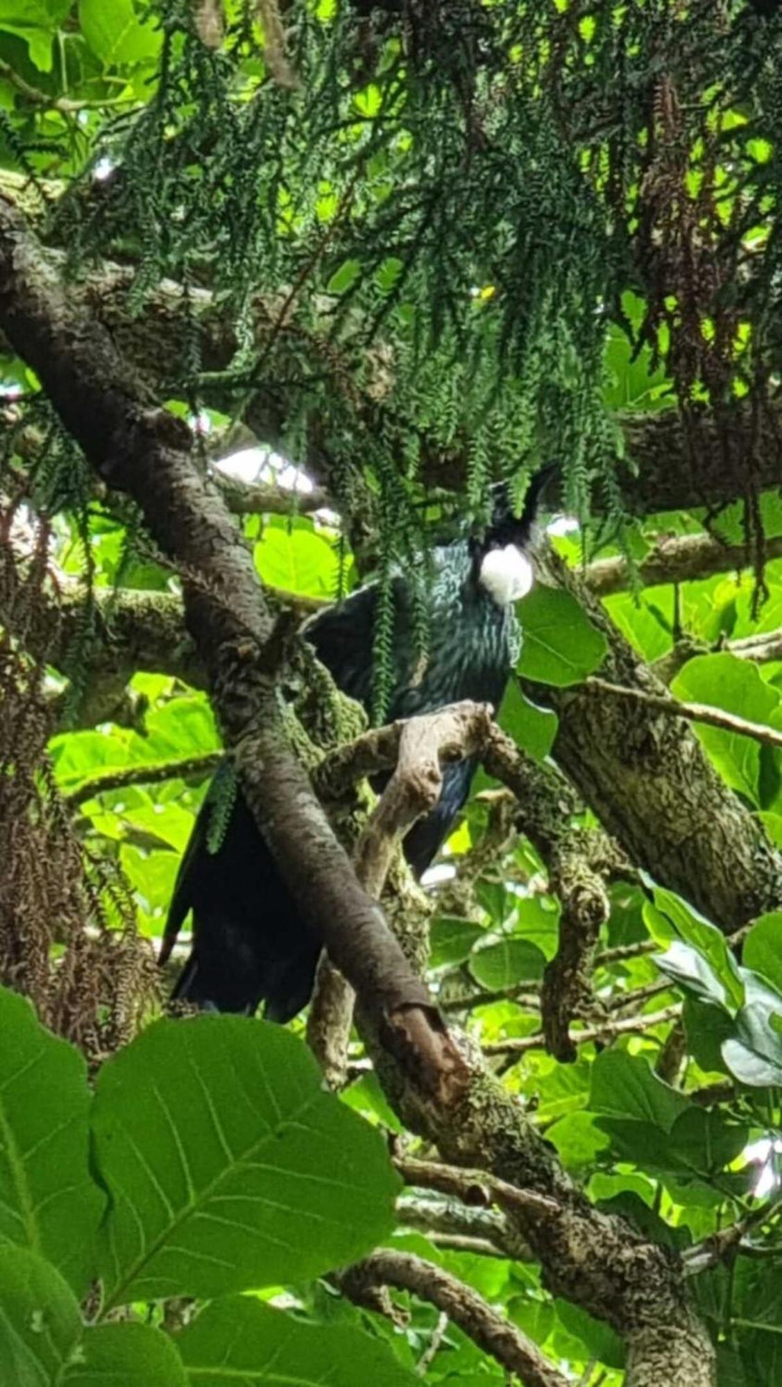 Вилла The Kauri Getaway By Tiny Away Waitoki Экстерьер фото