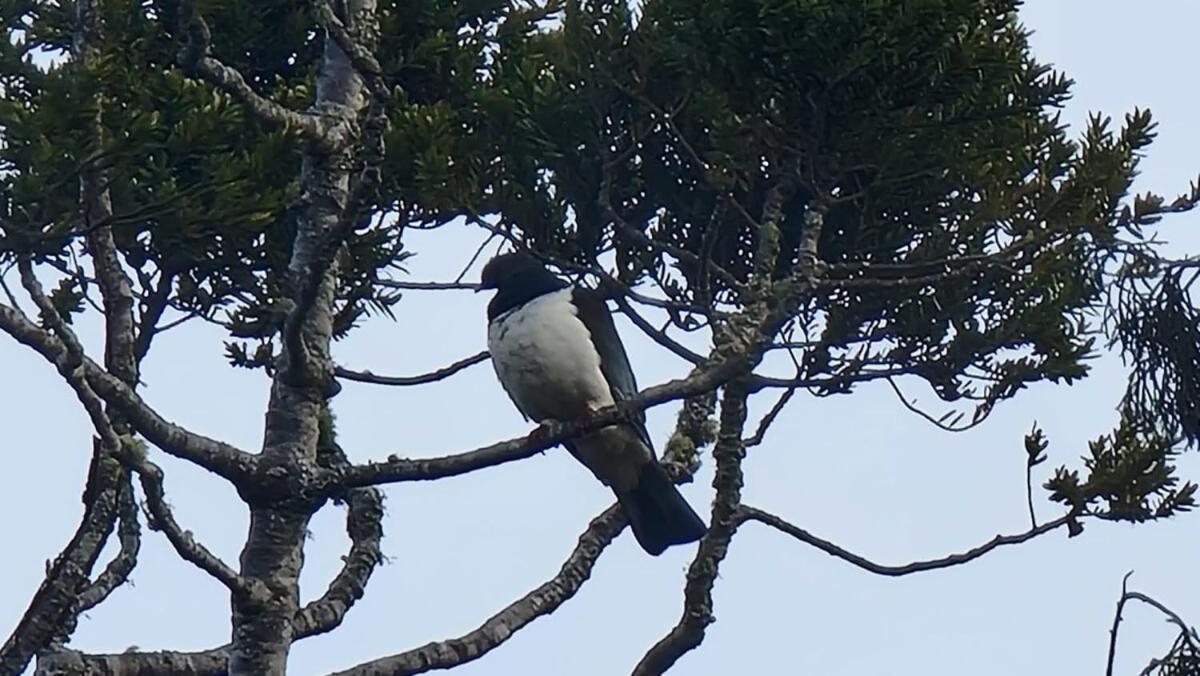 Вилла The Kauri Getaway By Tiny Away Waitoki Экстерьер фото